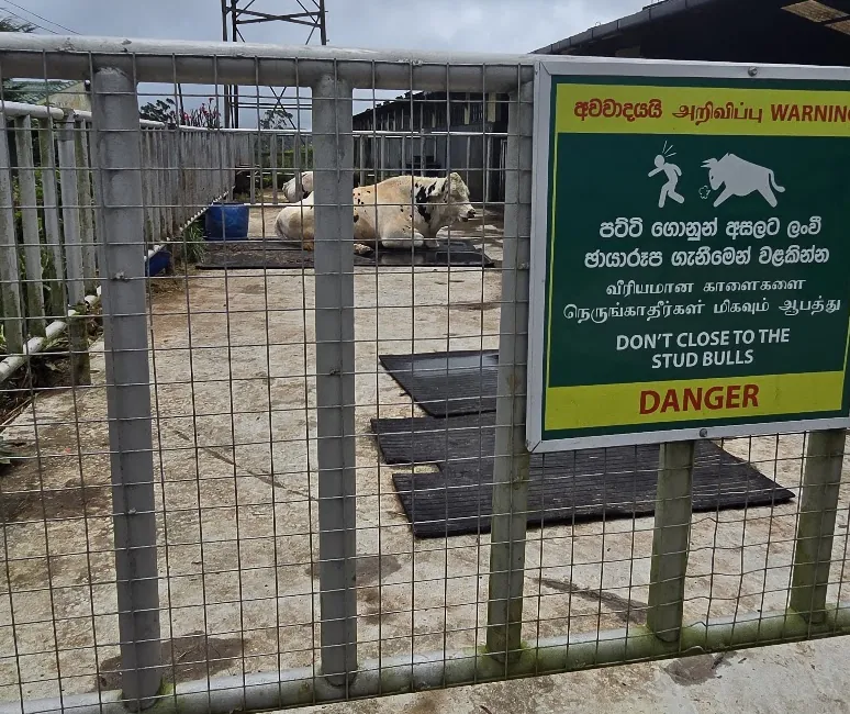 Trilingual farm safety sign reading Don't Close To The Stud Bulls